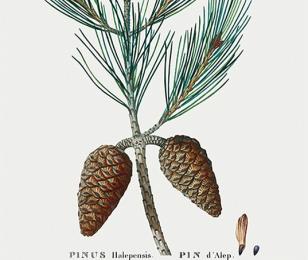 pin d'Alep : filière bois des Alpilles